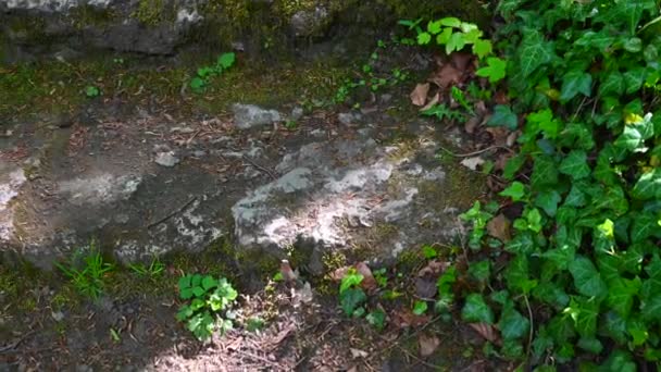 公园里有一个古老的石阶 四面环绕着石墙 石上有苔藓 — 图库视频影像
