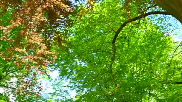 Beau Vieux Parc Brille Soleil Les Arbres Les Buissons Brillent — Video