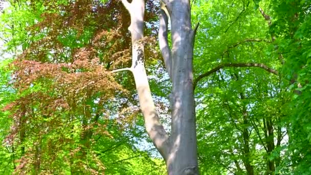 Piękny Stary Park Świeci Słońcu Drzewa Krzewy Świecą Całym Ich — Wideo stockowe