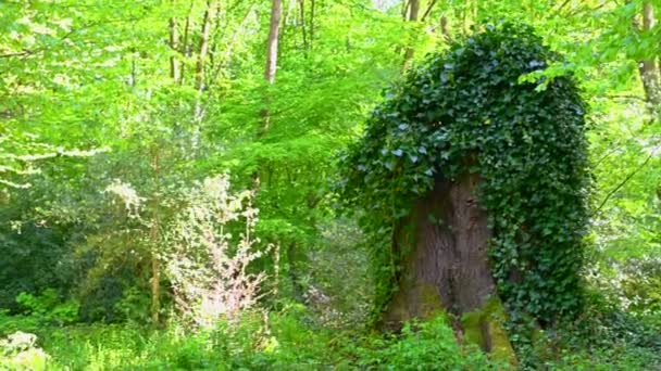 un beau vieux parc brille au soleil les arbres et les buissons brillent dans toute leur splendeur verte 