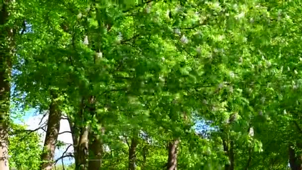 Ett Kastanjeträd Lämnar Sina Löv Svajande Vinden Solig Dag — Stockvideo
