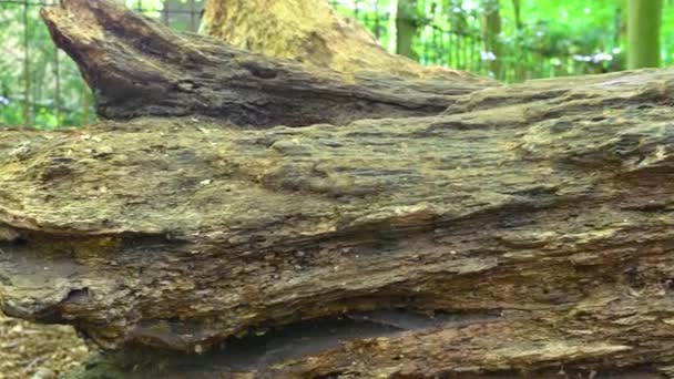 Pánev Kamery Obráceném Stromě Podél Zeleného Parku — Stock video