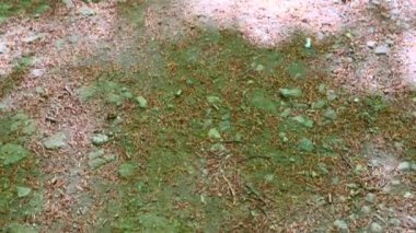 Güzel, eski bir park gün ışığında parlıyor, ağaçlar ve çalılar tüm yeşil ihtişamıyla parlıyor ve yayalar için yürüyüş patikaları ile dolup taşıyor.