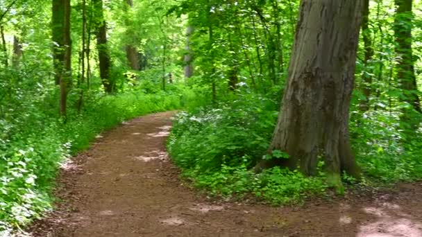 Güzel Eski Bir Park Gün Işığında Parlıyor Ağaçlar Çalılar Tüm — Stok video