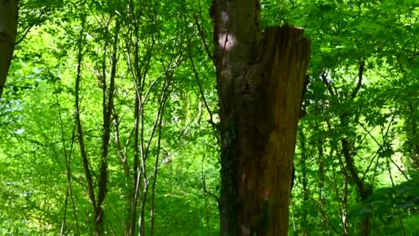 Beau Parc Ancien Brille Soleil Les Arbres Les Buissons Brillent — Video