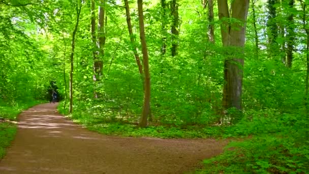 Beau Parc Ancien Brille Soleil Les Arbres Les Buissons Brillent — Video