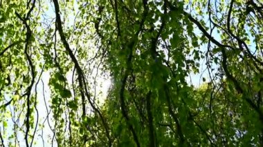 Dalların ve yaprakların gövdede korunan bir alan oluşturduğu büyük bir ağaçtaki kamera tepsisi.