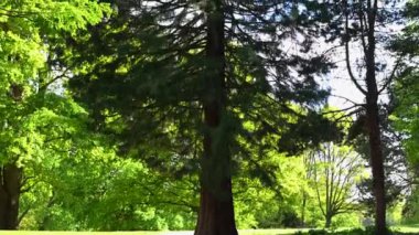 Güzel, eski bir park gün ışığında parlıyor Ağaçlar ve çalılar tüm yeşil ihtişamıyla parlıyor