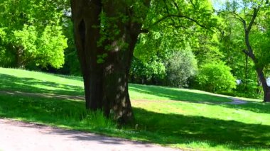Güzel, eski bir park gün ışığında parlıyor Ağaçlar ve çalılar tüm yeşil ihtişamıyla parlıyor