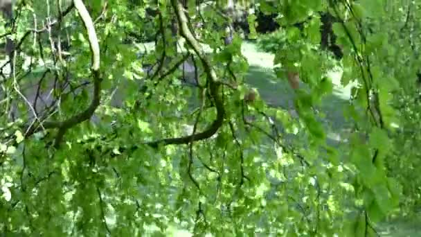 Une Caméra Dans Grand Arbre Les Branches Les Feuilles Ont — Video