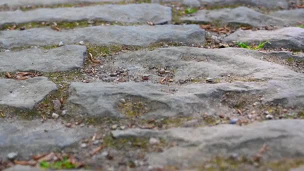 Une Caméra Panoramique Partir Sentier Pierre Proximité Dans Distance Sentier — Video