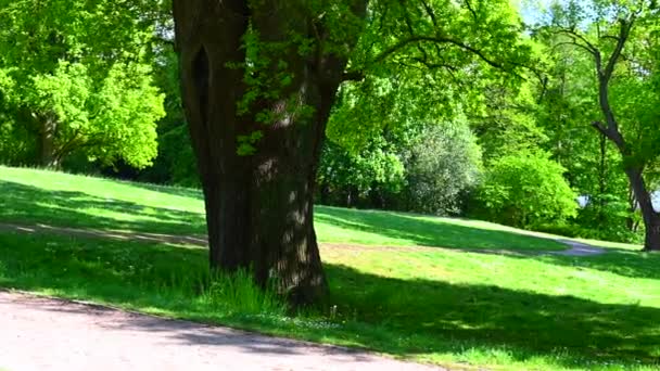 Ein Schöner Alter Park Leuchtet Der Sonne Die Bäume Und — Stockvideo