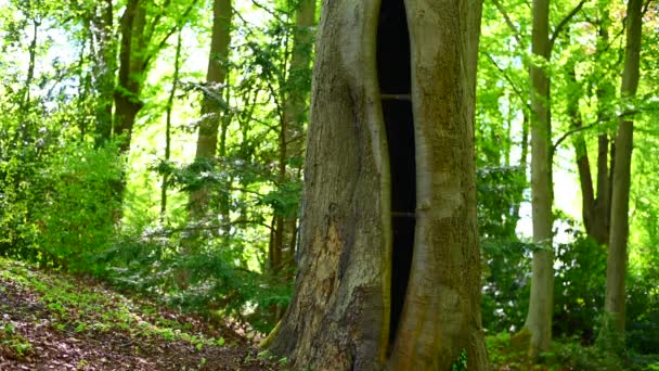 一人の男が老木に行き歩きながら自分の姿を見て周りの自然に魅了され — ストック動画