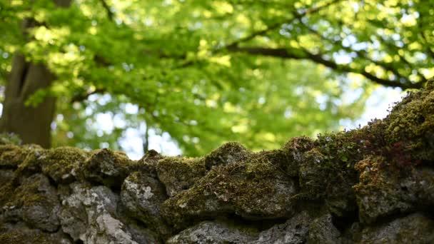 男は湖の近くの素晴らしい公園で苔で覆われた大小の石で大きな古い石の壁を見渡し — ストック動画