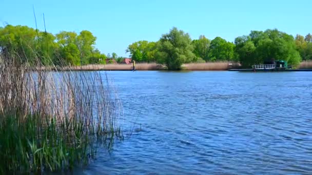 Flod Vass Kan Fortfarande Ses Grön Glans Kanten Floden Helliocht — Stockvideo