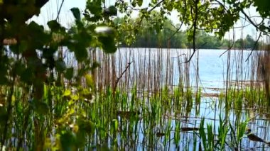 Nehir sazlıklarında hala yeşil ihtişam içinde görülebilir. Nehrin kıyısında, gün ışığında.