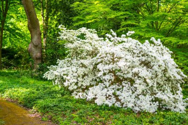 Eski bir parkta harika beyaz bir çalı var.
