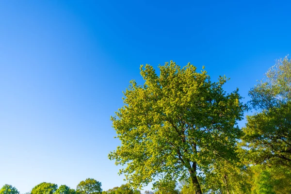 Πράσινα Δέντρα Από Φύλλα Στον Ήλιο Λάμπουν Δίπλα Στον Γαλάζιο — Φωτογραφία Αρχείου
