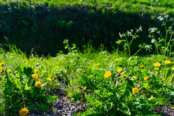 街から離れた通りの端にはあらゆる形の花が咲き誇り — ストック写真