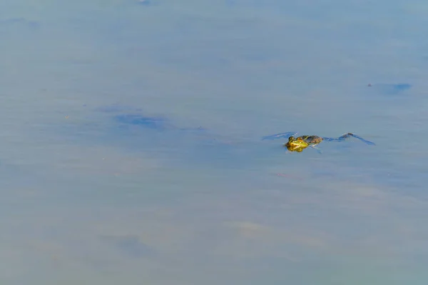 호수에서 개구리 마리가 머리를 밖으로 내놓고 차분하게 헤엄친다 — 스톡 사진