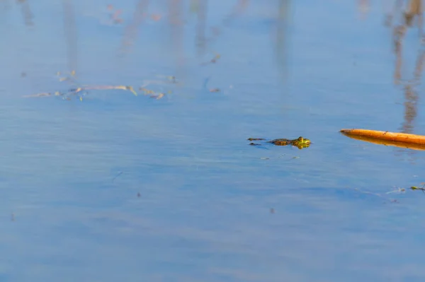 Dans Lac Une Grenouille Nage Tranquillement Tête Hors Eau — Photo