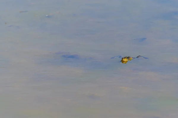 Lago Una Rana Nada Tranquilamente Con Cabeza Fuera Del Agua — Foto de Stock