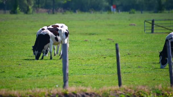 Vacas Pretas Brancas Pastam Campo Sol — Vídeo de Stock