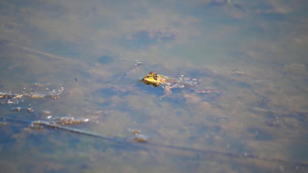 湖ではカエルが静かに泳いで頭を水から出して — ストック動画