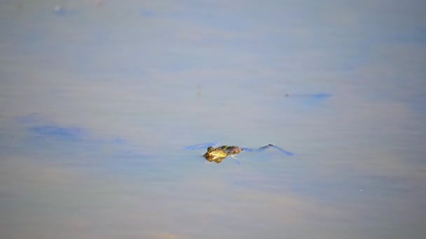 Lake Frog Swims Calmly Its Head Out Water — Stock Video