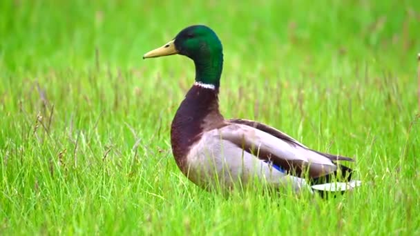 Mallards Anas Platyrhynchos Fut Elpatkol Napon Egy Vágatlan Zöld Gyep — Stock videók