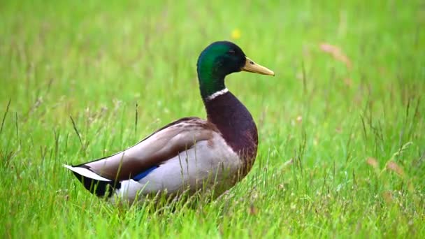 Mallards Anas Platyrhynchos Biegają Wykitują Słońcu Nieobciętym Zielonym Trawniku — Wideo stockowe