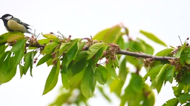 Great Tit Picks Still Green Unripe Cherries Cherry Tree Illuminated — ストック動画