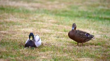 Yaban ördekleri (Anas platyrhynchos) çimlerin üzerinde rahat ederler ve beraberliklerinin tadını çıkarırlar ve birlikte mutludurlar.