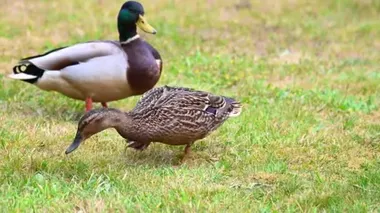 Yaban ördekleri (Anas platyrhynchos) çimlerin üzerinde rahat ederler ve beraberliklerinin tadını çıkarırlar ve birlikte mutludurlar.