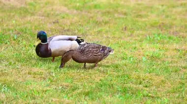 Yaban ördekleri (Anas platyrhynchos) çimlerin üzerinde rahat ederler ve beraberliklerinin tadını çıkarırlar ve birlikte mutludurlar.
