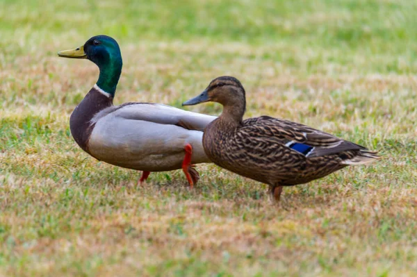 Mallards Anas Platyrhynchos Aby Pohodlně Trávníku Vychutnat Jejich Sounáležitost Jsou — Stock fotografie