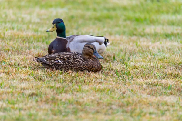 Mallards Anas Platyrhynchos Ponen Cómodos Césped Disfrutan Unión Son Felices — Foto de Stock