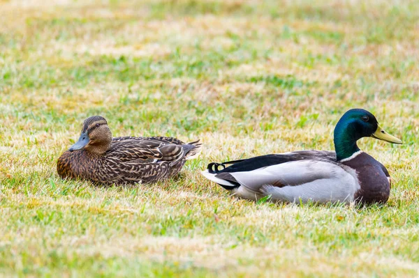 Mallards Anas Platyrhynchos Ponen Cómodos Césped Disfrutan Unión Son Felices — Foto de Stock