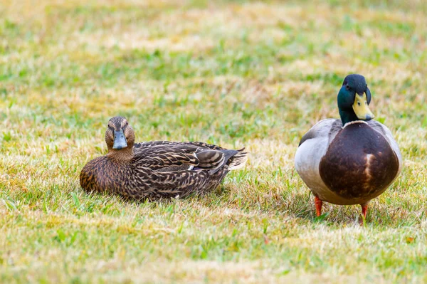 Mallards Anas Platyrhynchos Czują Się Komfortowo Trawniku Cieszyć Się Razem — Zdjęcie stockowe