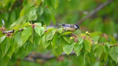 A great tit picks the still green, unripe cherries in a cherry tree illuminated by the morning sun