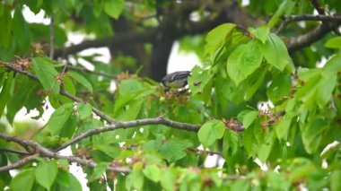 A great tit picks the still green, unripe cherries in a cherry tree illuminated by the morning sun