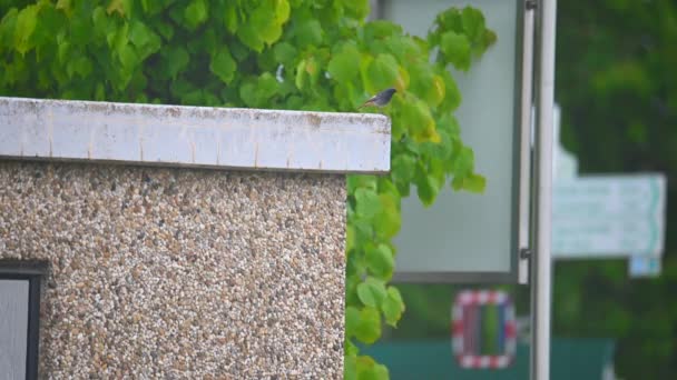Redstart Fenicurus Ochruros Gibraltariensis Chrząszcza Dziobie Siedzi Transformatorowym Domu — Wideo stockowe