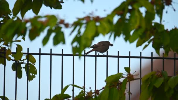 Redstart Phoenicurus Ochruros Gibraltariensis Scarabée Dans Bec Assoit Sur Une — Video