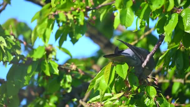 Une Colombe Cueille Les Cerises Encore Vertes Non Mûres Dans — Video