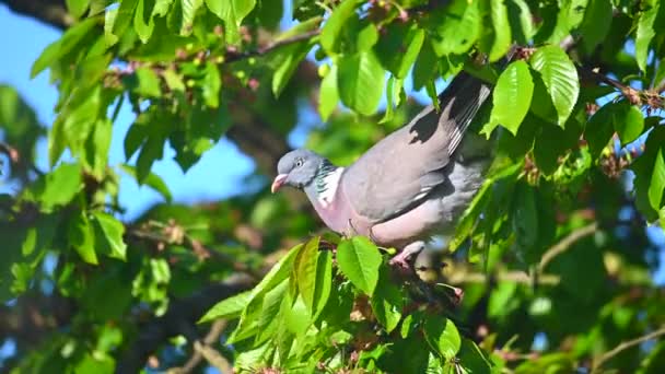 비둘기가 햇살을 벚나무에서 녹색의 열매를 — 비디오