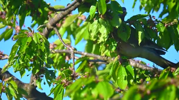 Голуб Вибирає Зелені Неспішні Вишні Вишневому Дереві Освітленому Ранковим Сонцем — стокове відео