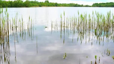 Kuzey Almanya 'da bulutlu gökyüzü ve sakin su ile kıyıdan taş ocağı göleti manzarası