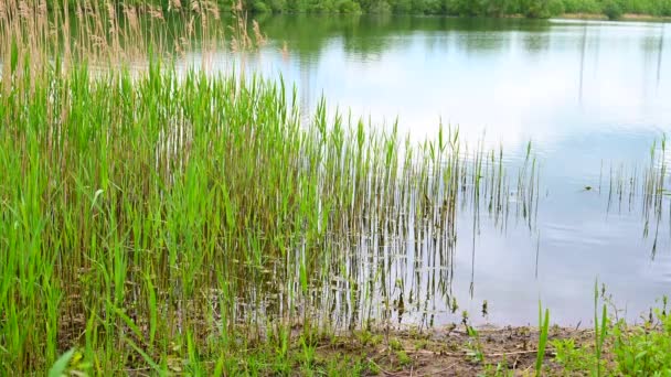 Blick Vom Ufer Auf Einen Baggersee Mit Bewölktem Himmel Und — Stockvideo