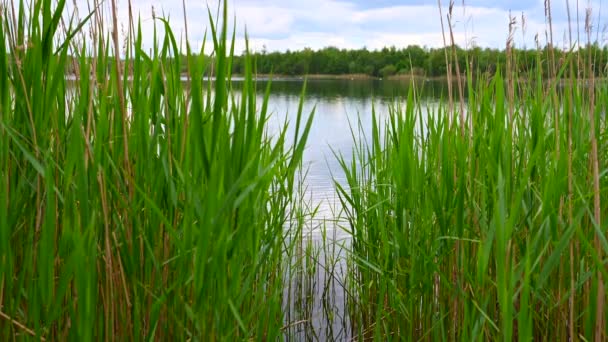 Blick Vom Ufer Auf Einen Baggersee Mit Bewölktem Himmel Und — Stockvideo