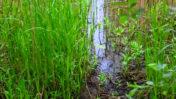 Vue d'un étang de carrière sur lequel les marques orange pour les nageurs nagent depuis le rivage à travers beaucoup de roseaux avec un ciel couvert et des eaux calmes dans le nord de l'Allemagne 